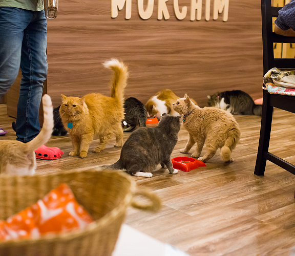 Котокафе «Murchim»